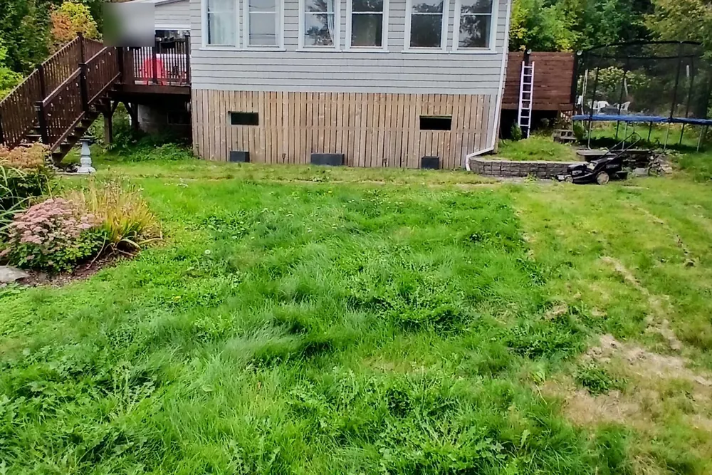 A back lawn on Westfield Road before the cut, the grass long enough that it has started to lay over